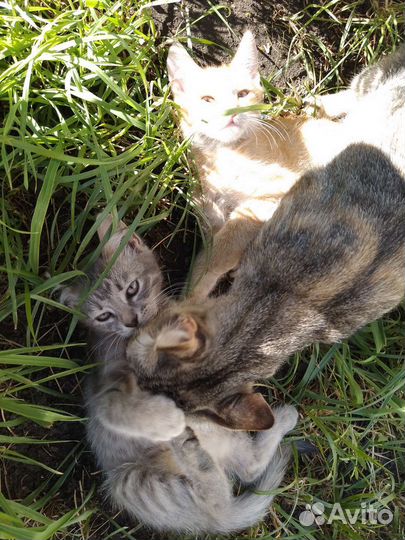 Котята в добрые руки