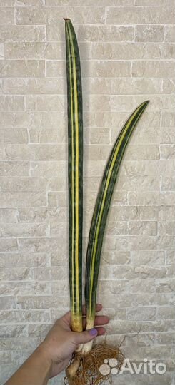 Сансевиерия hallii Baseball bat var