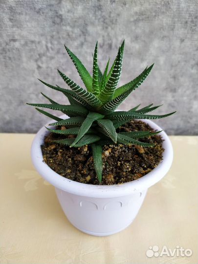 Хавортия полосатая суккулент