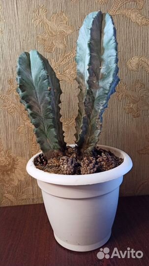 Фикус и прочее