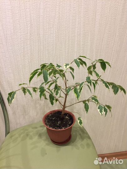 Фикусы бенджамина, наташа