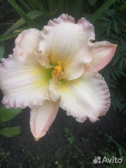 Лилейник сортовой