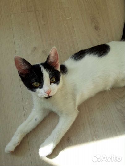 Котенок девочка 4 месяца