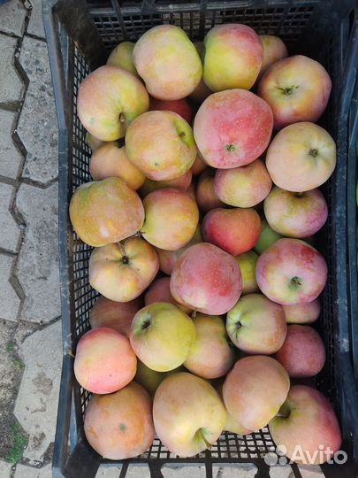 Продам яблоки