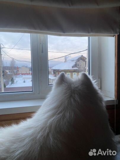 Самоедская лайка вязка