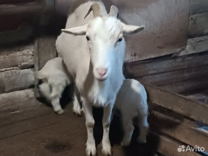 Продается коза с козлятами