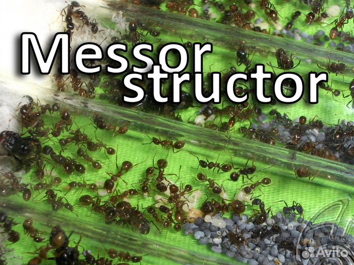 Муравьи жнецы