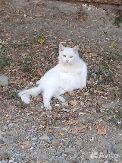 Возьмите котика