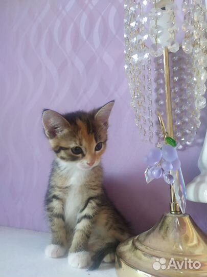 Котята Абиссинской породы