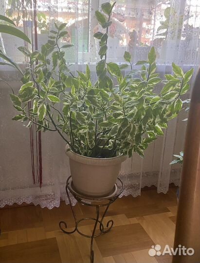 Педилантус