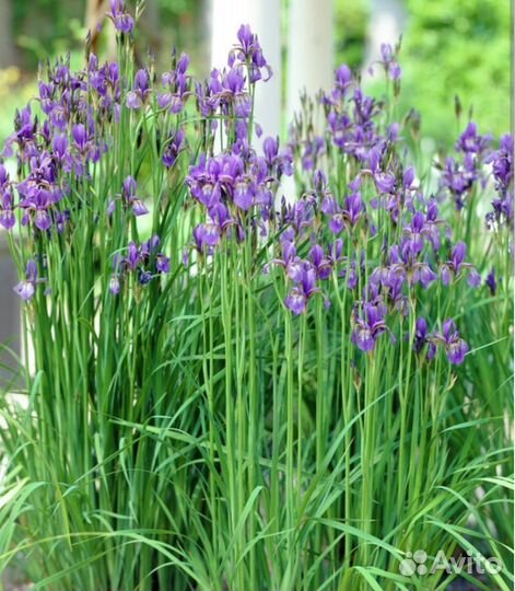 Ирисы сибирские