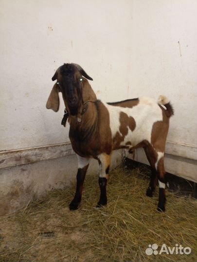 Продам козла и 4 дойных коз