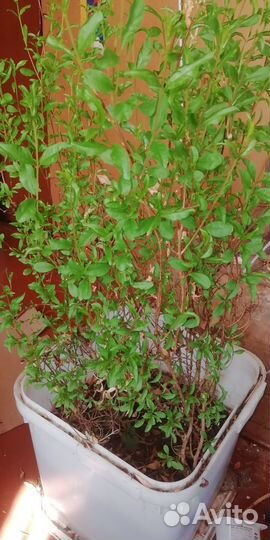 Дерево гранат