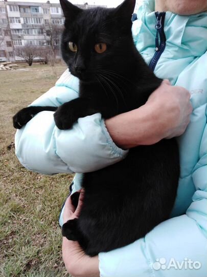 Котик ищет дом