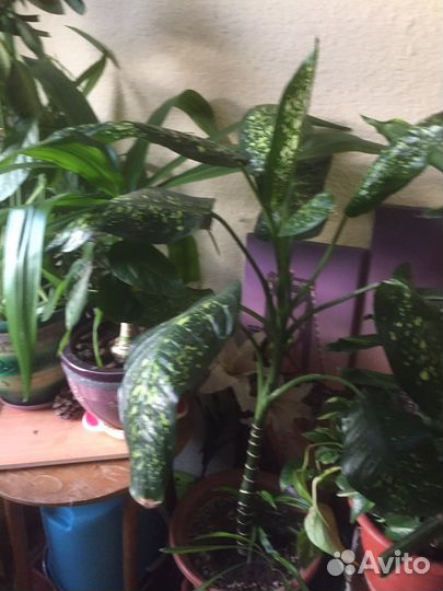 Цветы комнатные