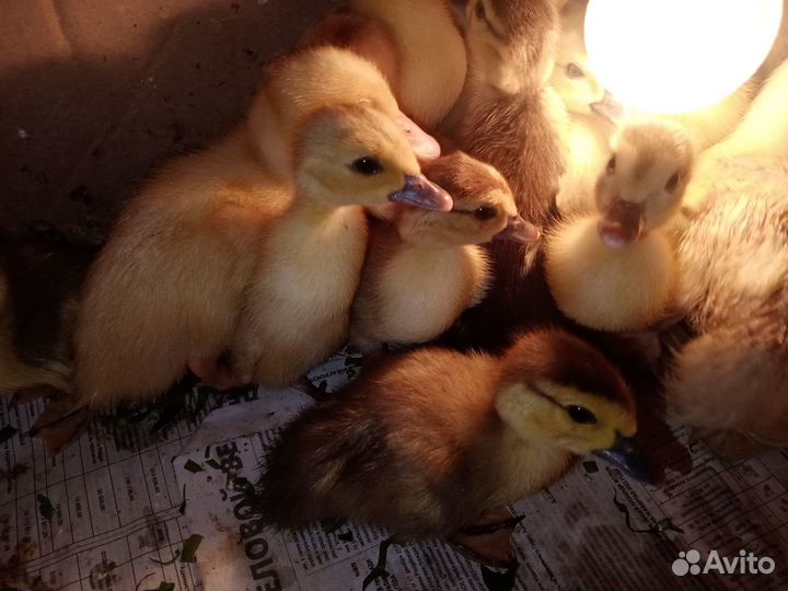 Гусята утята