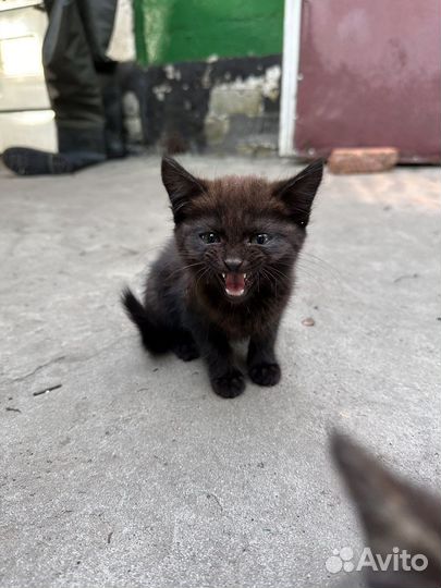 Отдам бесплатно