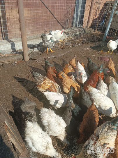 Молодые петухи