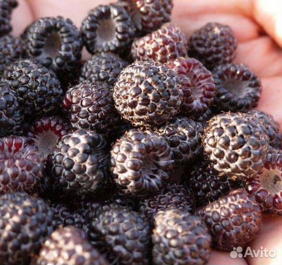 Ежемалина Кумберленд