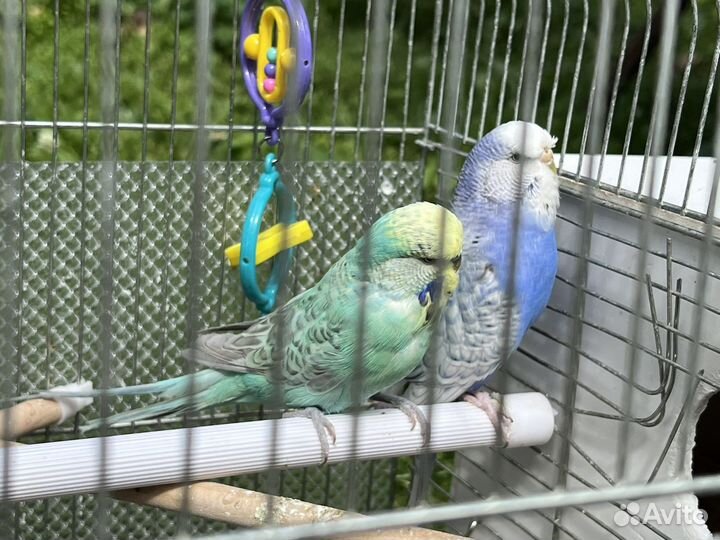Волнистые попугаи с клеткой