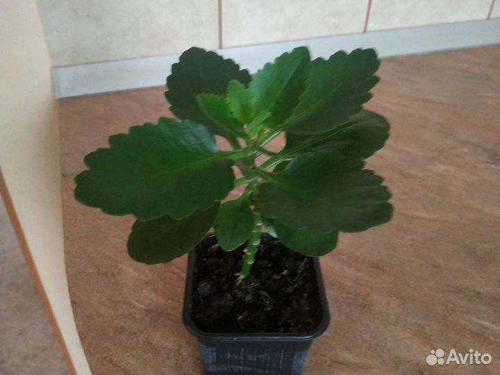 Каланхоэ розовый