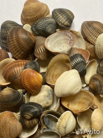 Декоративные камушки и ракушки