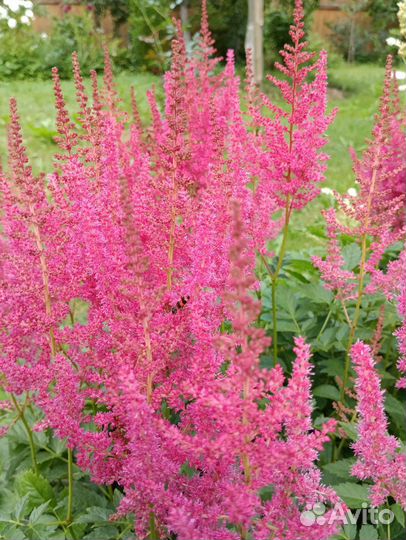 Астильба сортовая