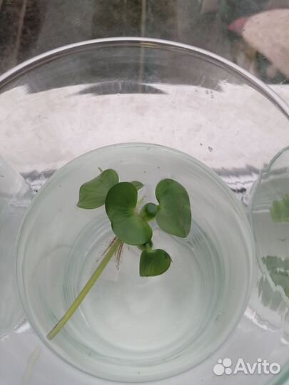 Водный гиацинт прудовое растение. Эйхорния