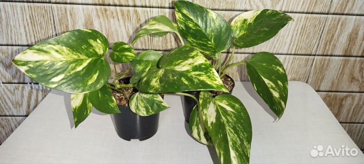 Сциндапсус золотистый