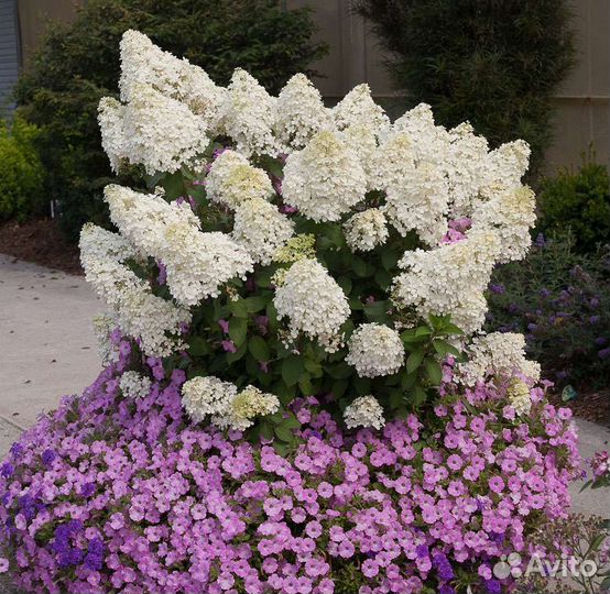 Гортензия Бобо