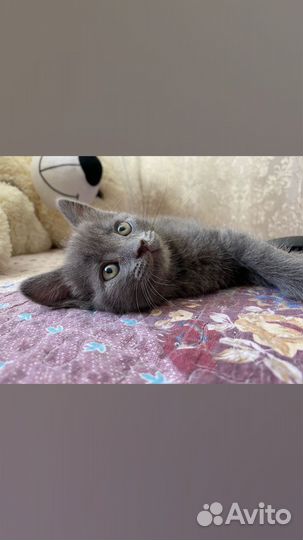 Отдам бесплатно