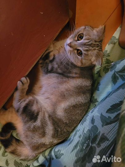 Кошечка в добрые руки