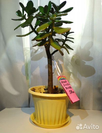 Толстянка/ Денежное дерево