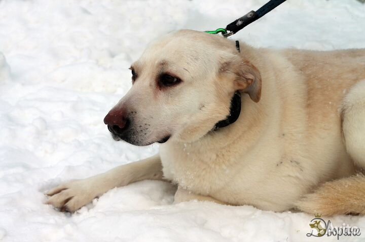Метис лабрадора Белый