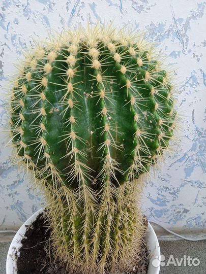 Эхинокактус грузони 36 см