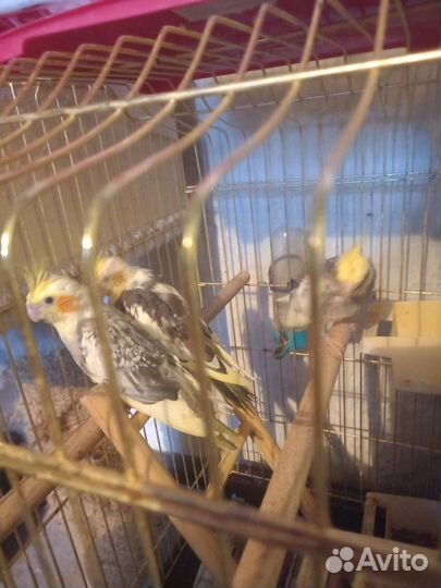 Попугай корелла