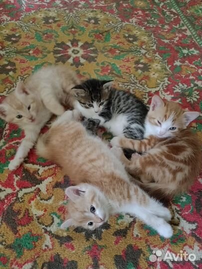 Кошки в добрые руки