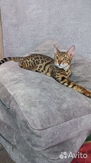 Бенгальская кошка