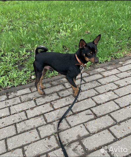 Метиис цвергпинчера мальчик вязка