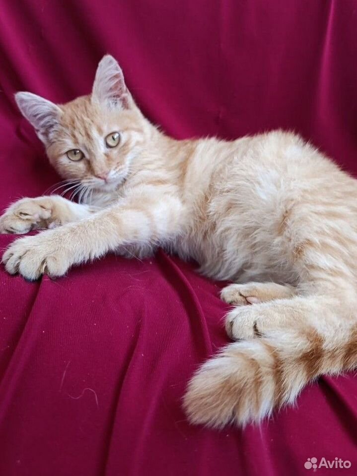 Котёнок в добрые руки, Краснодар