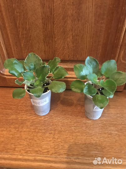 Детки-стартеры фиалок,пасынки химер