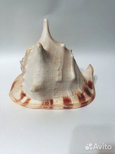 Большая морская раковина