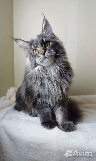 Мальчик мейн кун