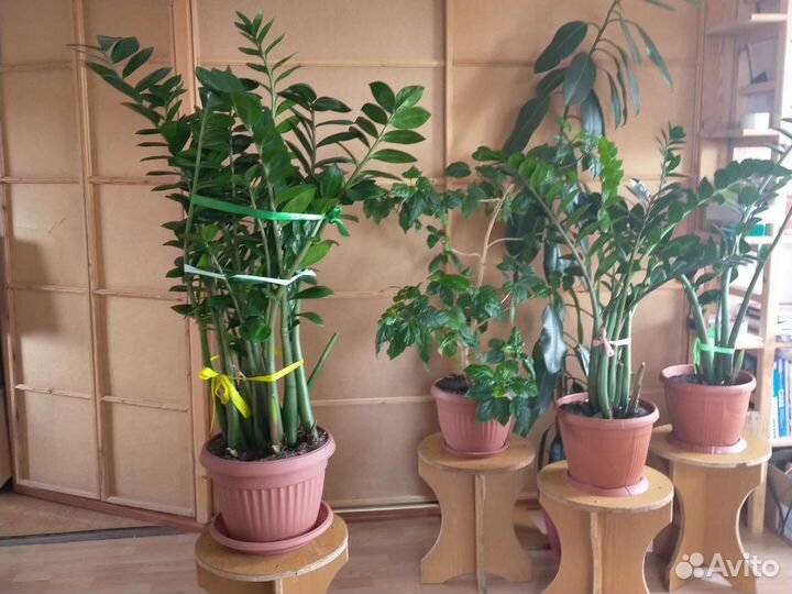 Замиокулькас