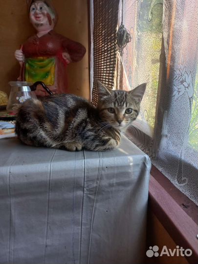 Кошечки в добрые руки