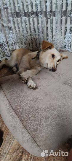 Собачка бесплатно