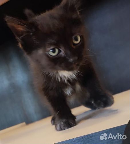 Котёночек в добрые руки