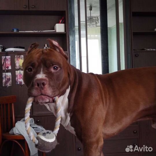 Собака питбуль