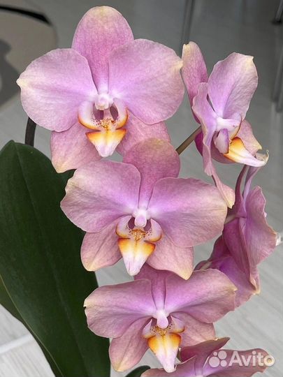 Орхидея Розетта