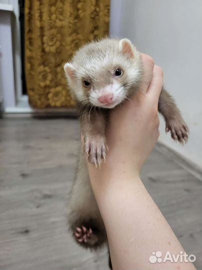 Хорек с клеткой